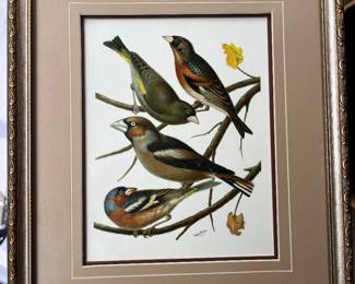 Vintage W. Rutledge bird print, framed.