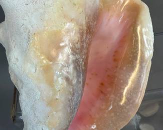SEA SHELLS CONCH ABALONE SAND DOLLARS STARFISH