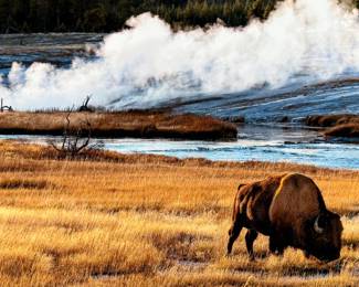 “Ages Past, Yellowstone National Park, Wyoming”, a limited edition photographic print on metal by master photographer, Scott Rubey. Edition 3/250, signed lower right, and measures, 20” H x 30” W.