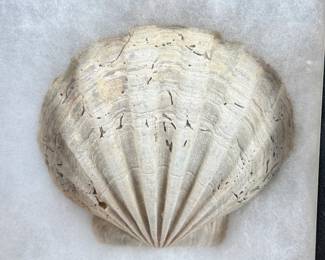 This lot features a Chesapecten jeffersonius fossil, also known as a Giant Pecten. It is approximately 2.5 to 3.3 million years old and originates from Virginia. Comes displayed in a shadow box.