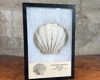 This lot features a Chesapecten jeffersonius fossil, also known as a Giant Pecten. It is approximately 2.5 to 3.3 million years old and originates from Virginia. Comes displayed in a shadow box.