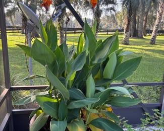 Real Orange Canna Lilies- many pots of these