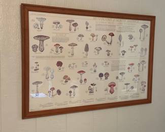 Mushroom Poster