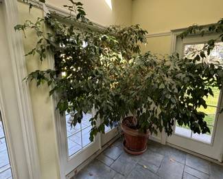 The Largest REAL ficus tree that I have ever seen (2 of these)