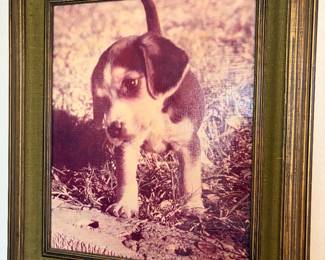 Best Dog Plato