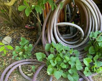Garden hose