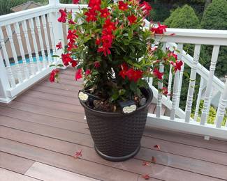 Beautiful flowered plants
