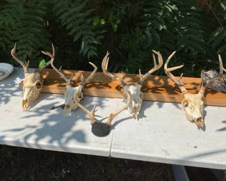 Deer Skull