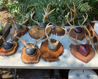 Deer Anler mounted on Plaque