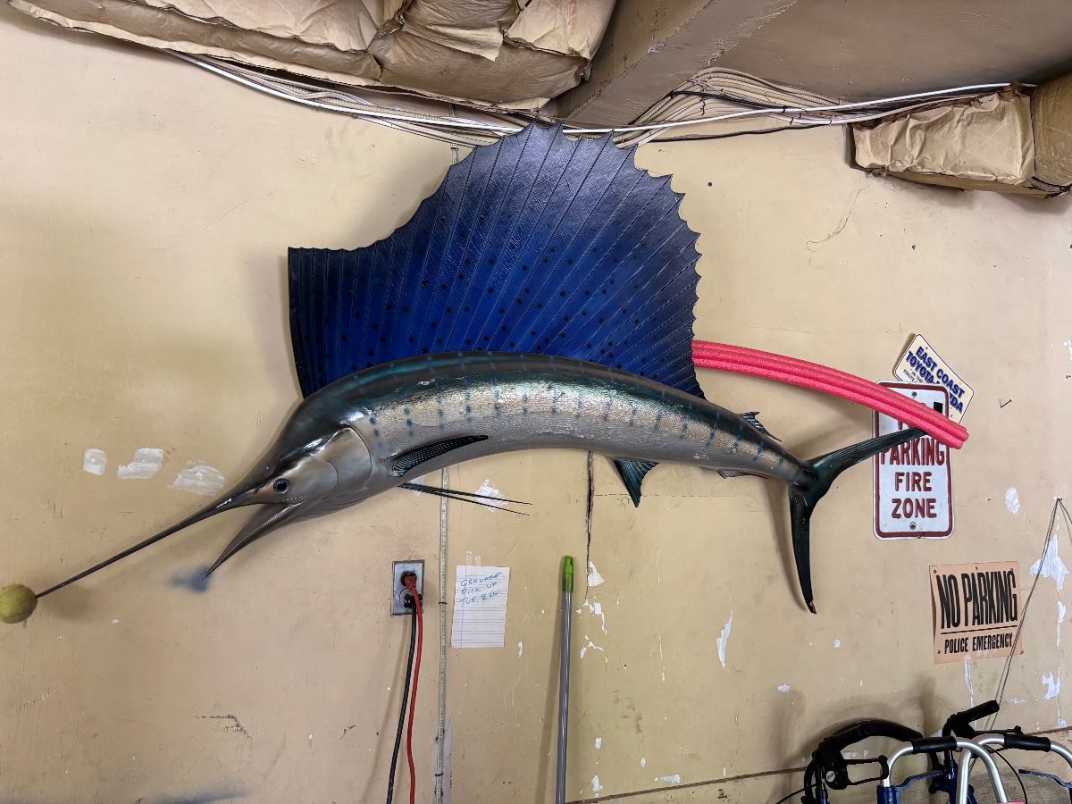 Gorgeous XL mounted Sailfish