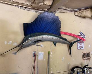 Gorgeous XL mounted Sailfish