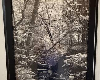 Black and White Forest Landscape Photograph