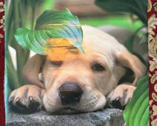 Keith Kimberlin Lazy Days Labrador Poster