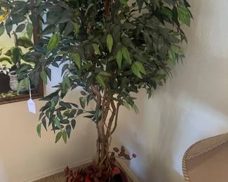 Silk tree