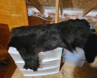 Bear rug no head