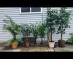 Artificial plants