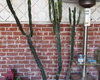 Saguaro Plant