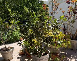 Outstanding Potted Plants