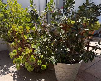 Outstanding Potted Plant Collection