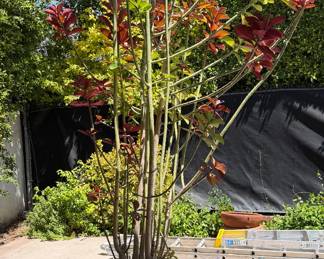 Outstanding Potted Plants