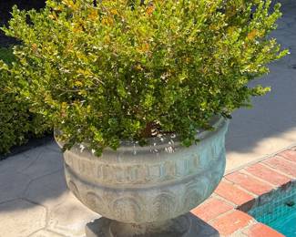 Outstanding Collection of Potted Plants