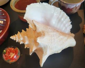 Conch Shell