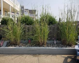 Grasses & garden decor