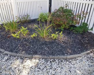Plants