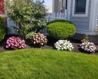 Plants