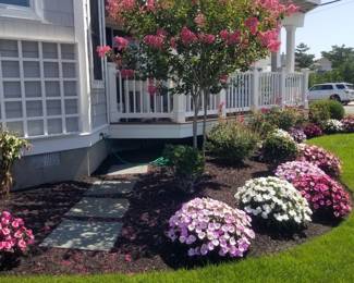 Crepe myrtle; plants; stepping squares