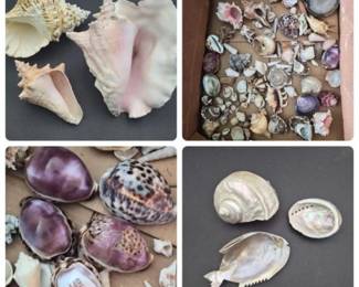 DecorativeSeashellMotherofPearlMix