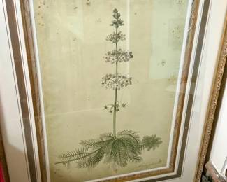 Huge William Curtis Hottonia palustris Water Violet Print