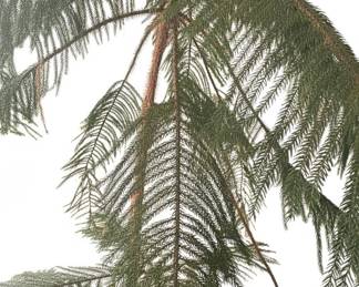 Large Norfolk Island Pine Araucaria heterophylla second image
