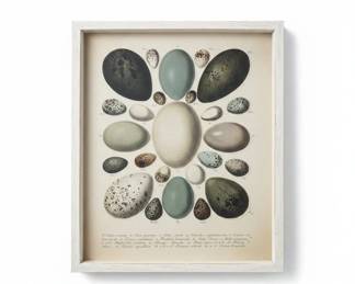 th Century Natural History Bird Egg Lithograph by Lorenz Oken