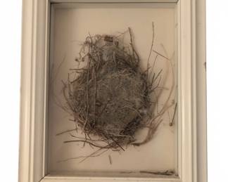 Framed Natural Bird Nest Shadow Box