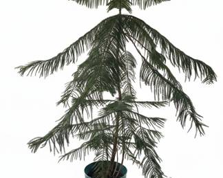 Large Norfolk Island Pine Araucaria heterophylla