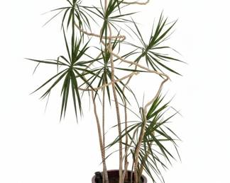 Mature MultiStem Dracaena marginata with Sculptural Canes