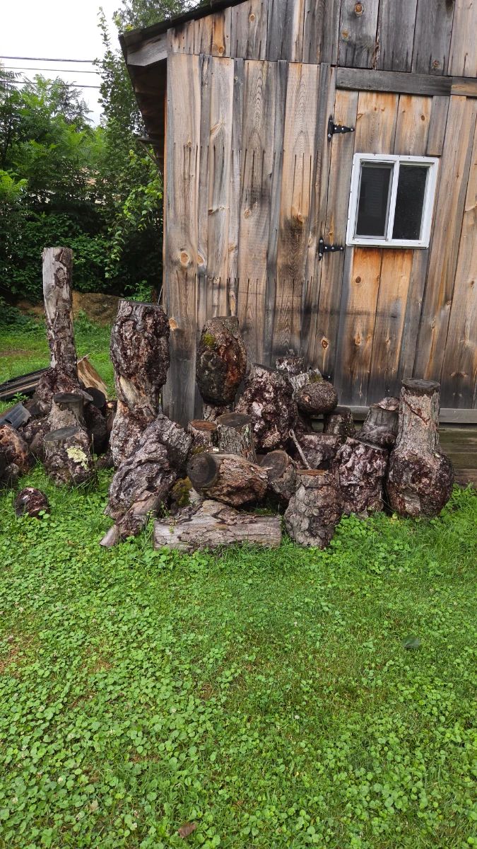 Tree Burls