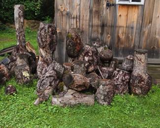 Tree Burls