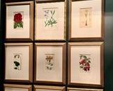 Botanical Prints - Vintage Framed Set of 12