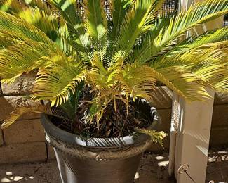 Large Sago Palm (Cycas revoluta) in Decorative Planter
