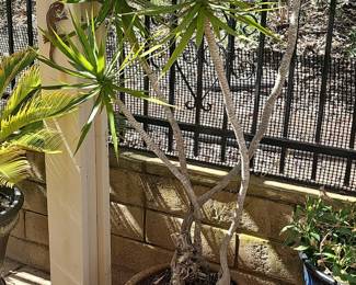 Dracaena marginata (Madagascar Dragon Tree)