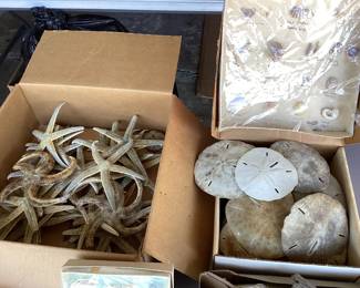 Boxes full of star fish and sand dollars
