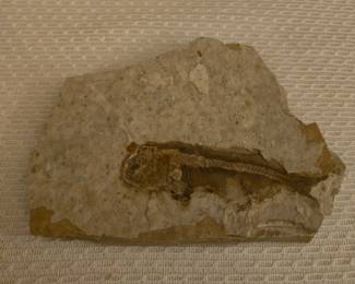 Fish Fossil - Lycoptera
