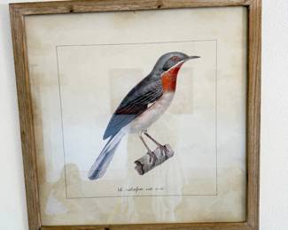 Vintage Framed bird prints, 1 of 2 in a set.