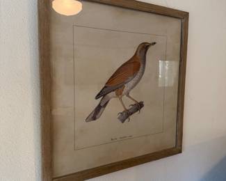 Hand-colored antique-style bird study (“Merle”) in a weathered grey-wash frame. One of a matched pair. 1 of 2. $40 each.
