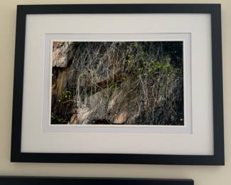 20x26 Jeffrey Marqusee Nature Photograph Professionally Framed