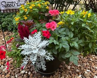 Mixed Annual Flower Container Arrangement B
