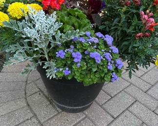 Mixed Annual Flower Container Arrangement