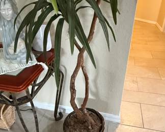 Artificial Braided Trunk Dracaena Plant